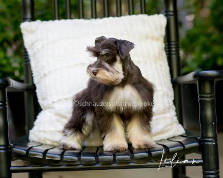 Schnauzer puppies fashion for adoption